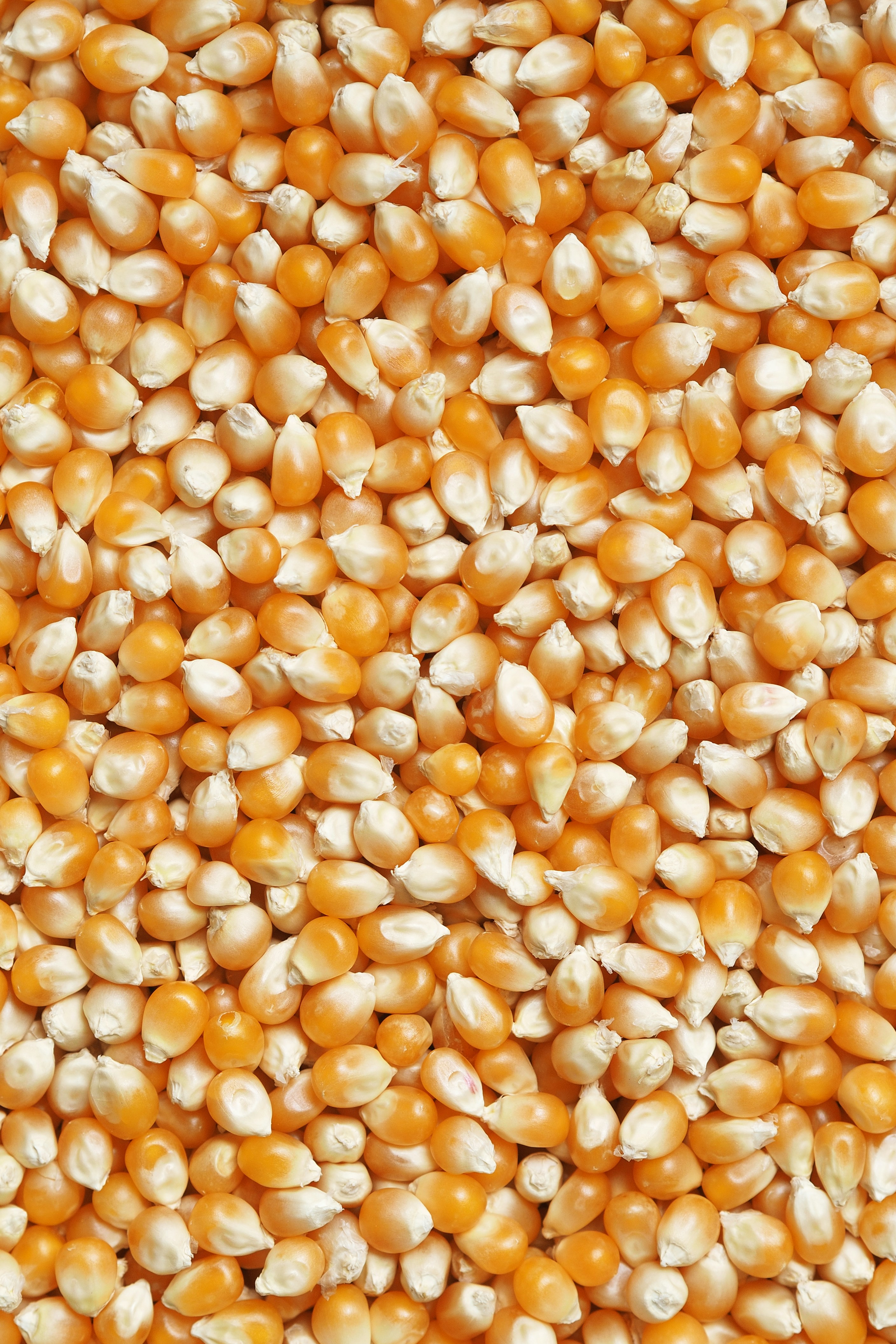 Grain seeds